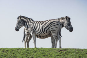 Recognizing zebras in clinical vignettes on psychiatry boards
